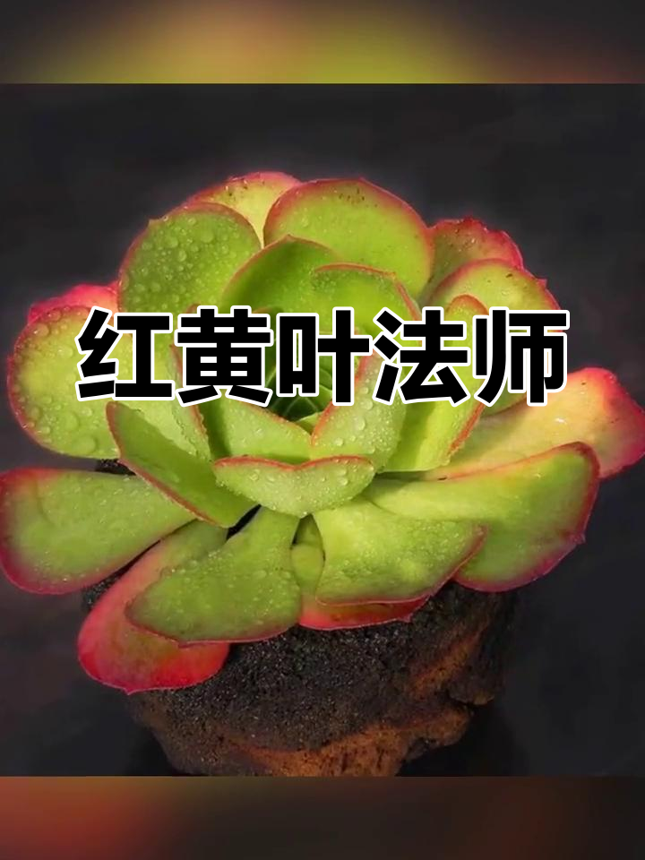 香炉盘法师叶片红黄相间,美丽动人