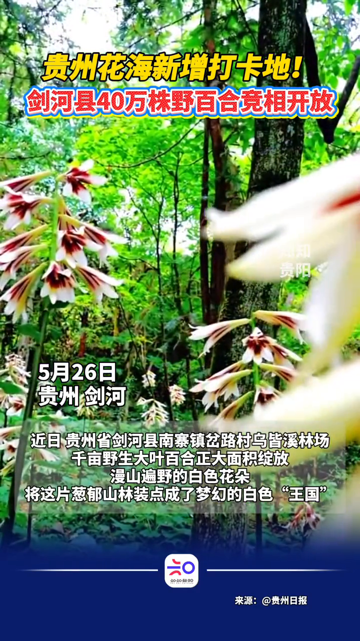 贵州花海新增打卡地!剑河县40万株野百合竞相开放