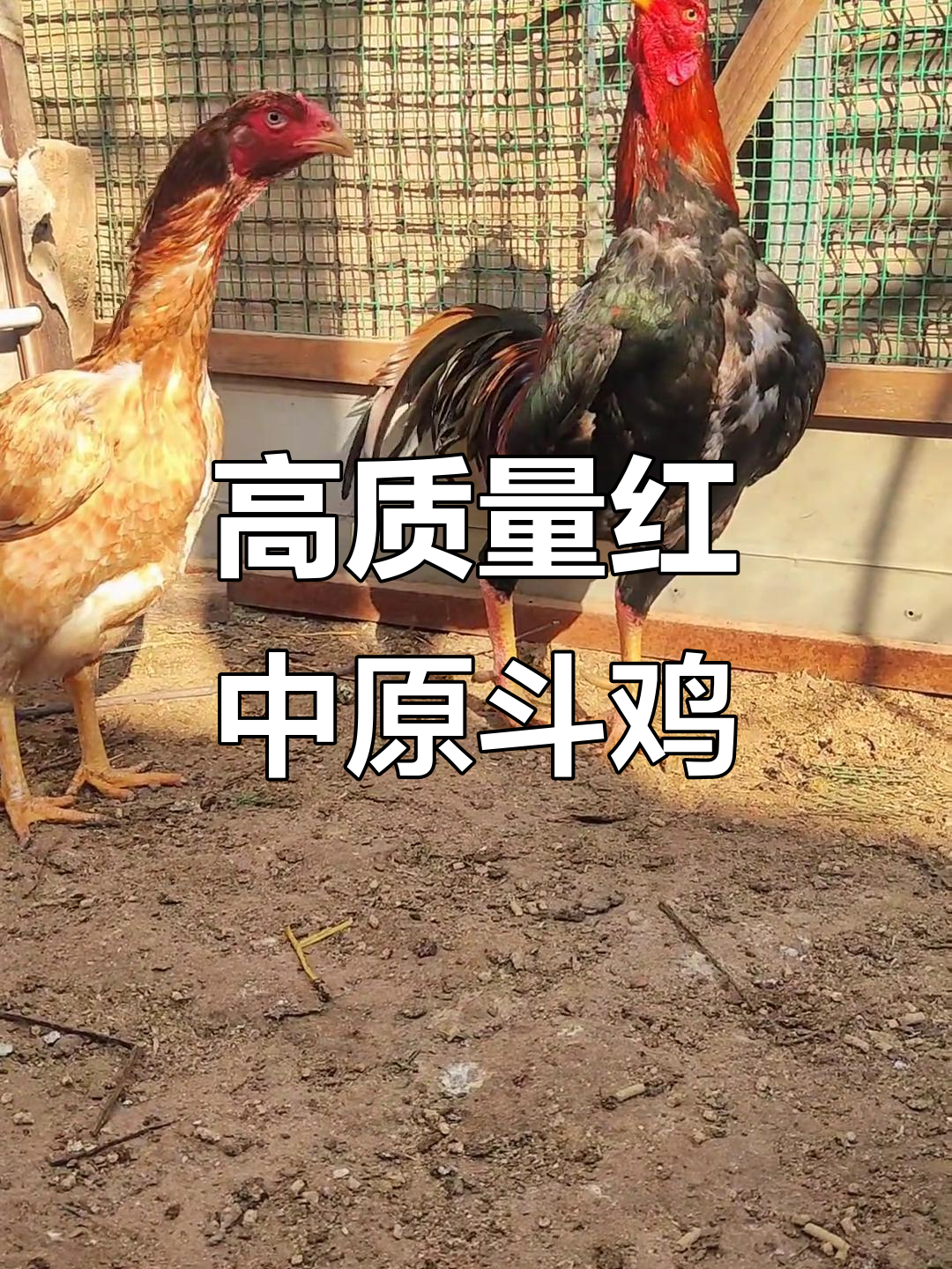 纯种红中原斗鸡,文化与激情的碰撞