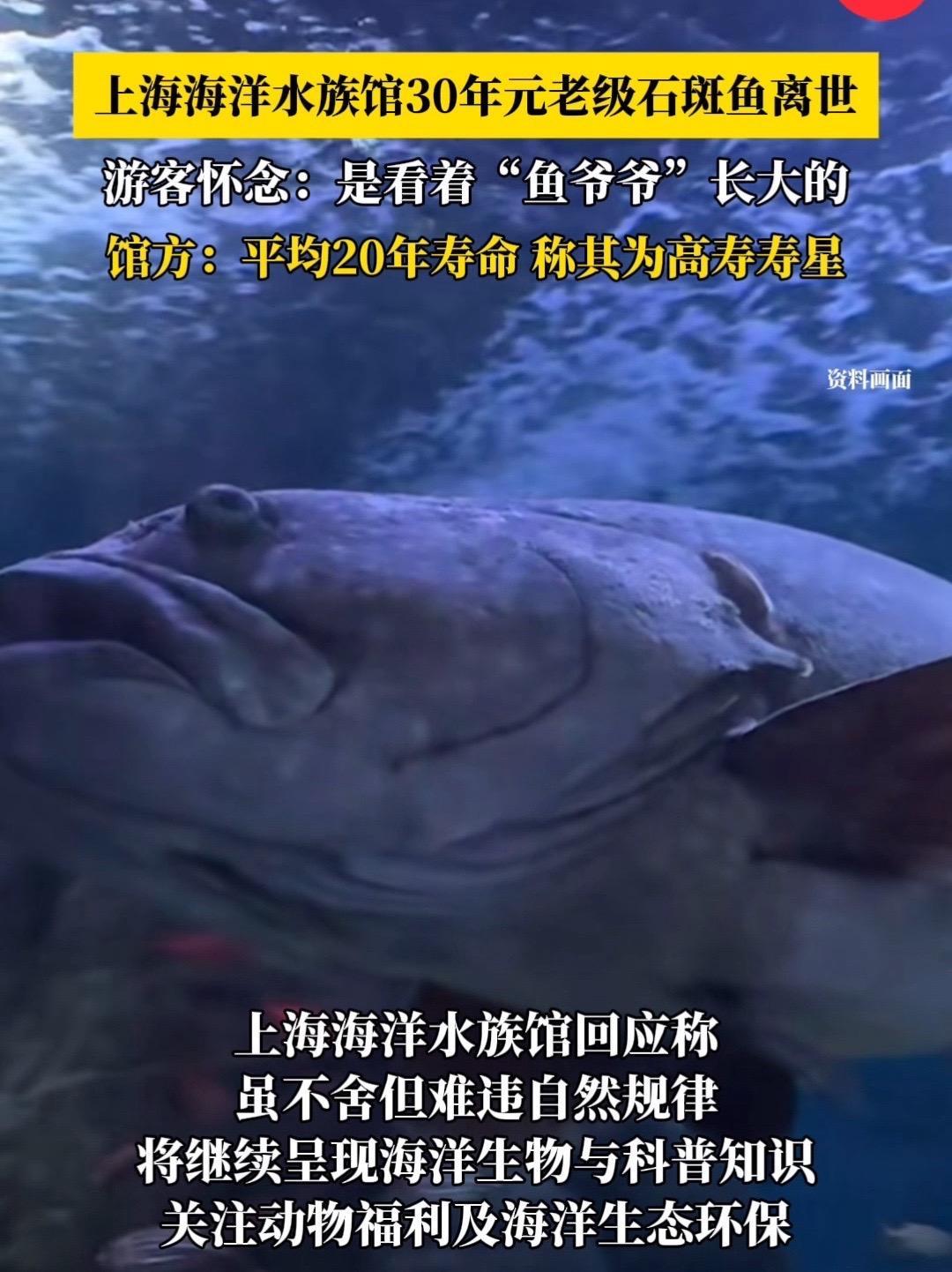 上海海洋水族馆30年元老级石斑鱼离世，游客怀念：是看着“鱼爷爷”长大的，馆方：平均20年寿