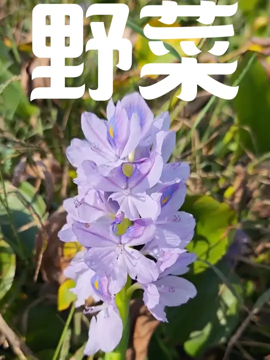 分享63种可食用野菜,你吃过其中几种?