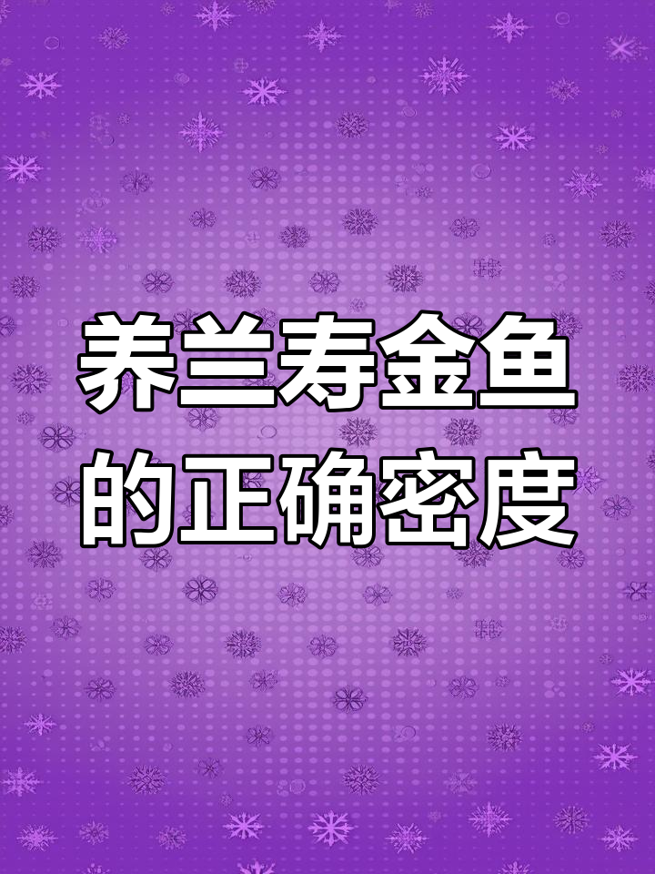 鱼缸养多少兰寿金鱼最合适?密度控制很重要