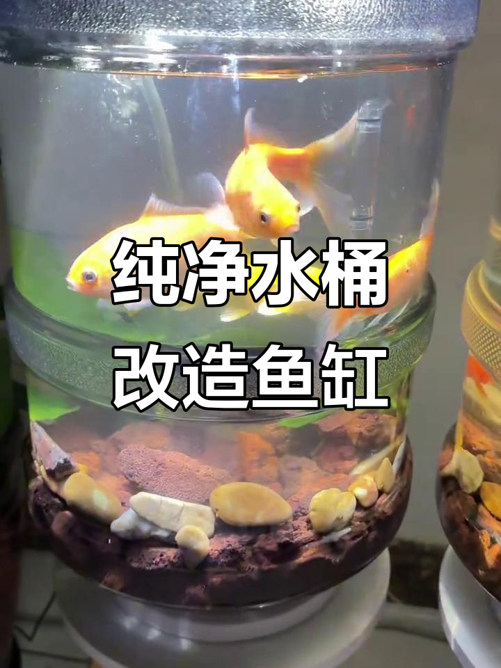 用矿泉水桶打造生态鱼缸,简单又环保