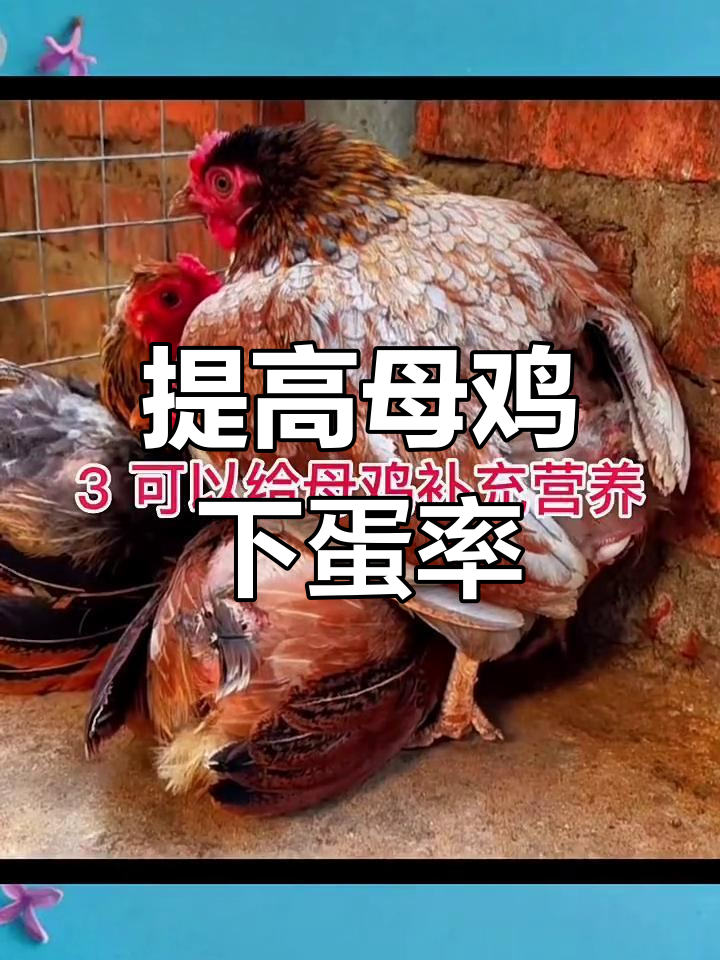 秋冬母鸡产蛋减少?试试这个方法提升产量