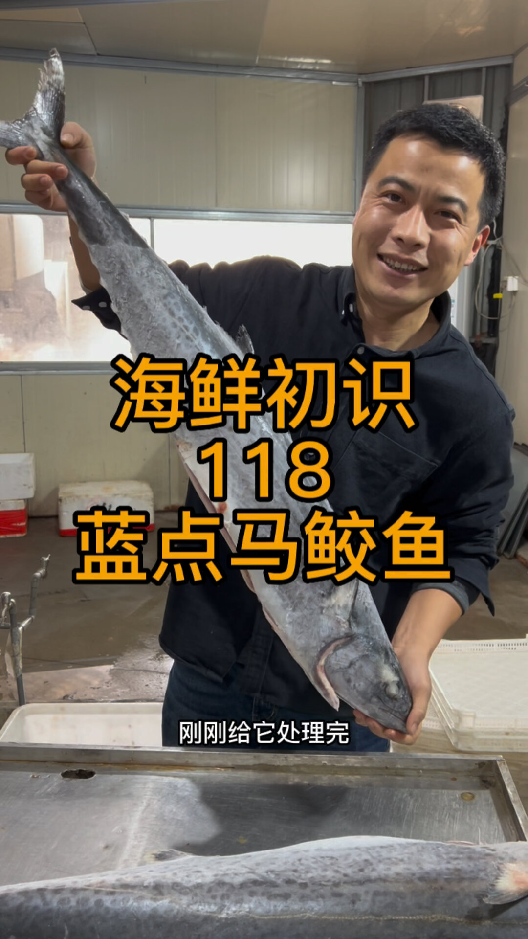 马鲛鱼的一种蓝点马鲛鱼够大