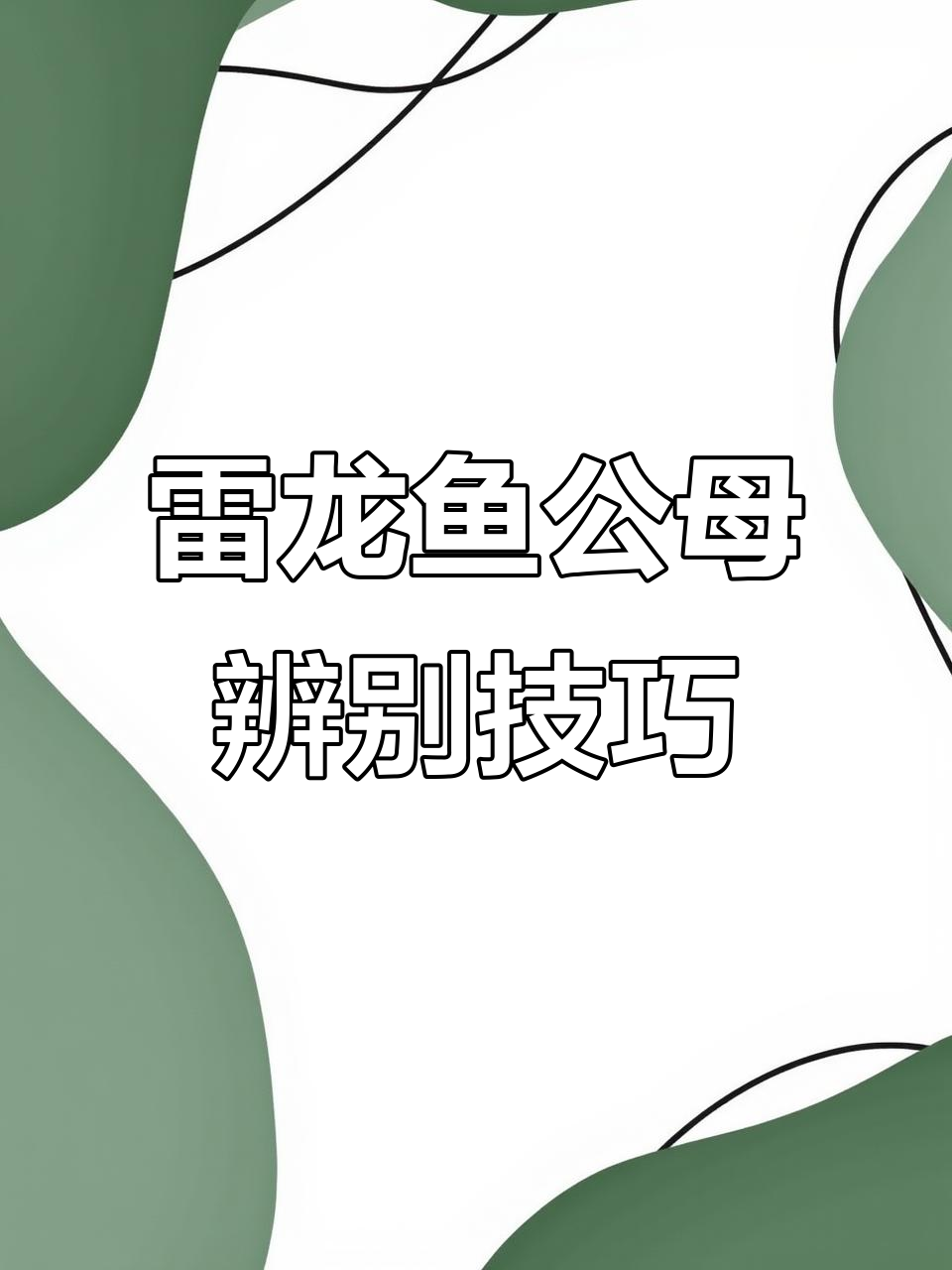 如何分辨雷龙鱼的公母？生殖孔和体型特征揭秘