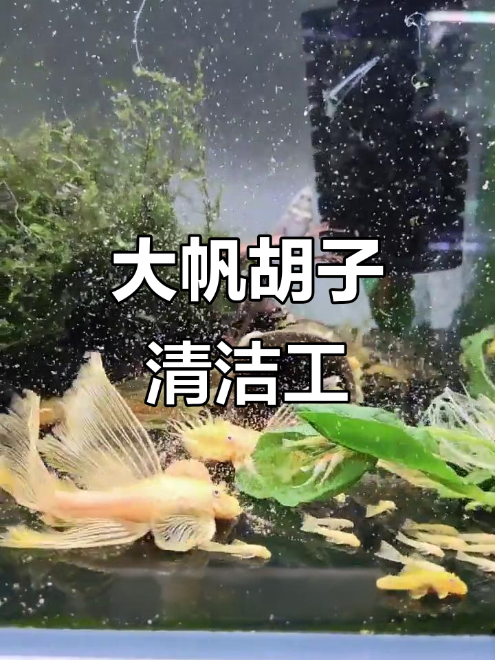 胡子大帆清洁工，七彩神仙鱼中的极品