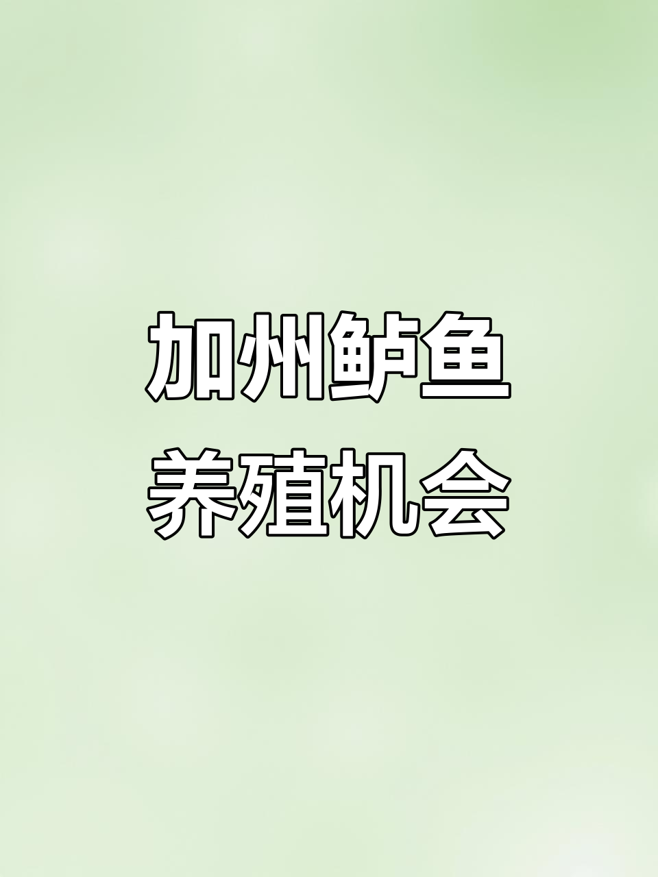 加州鲈鱼养殖:三农新机遇