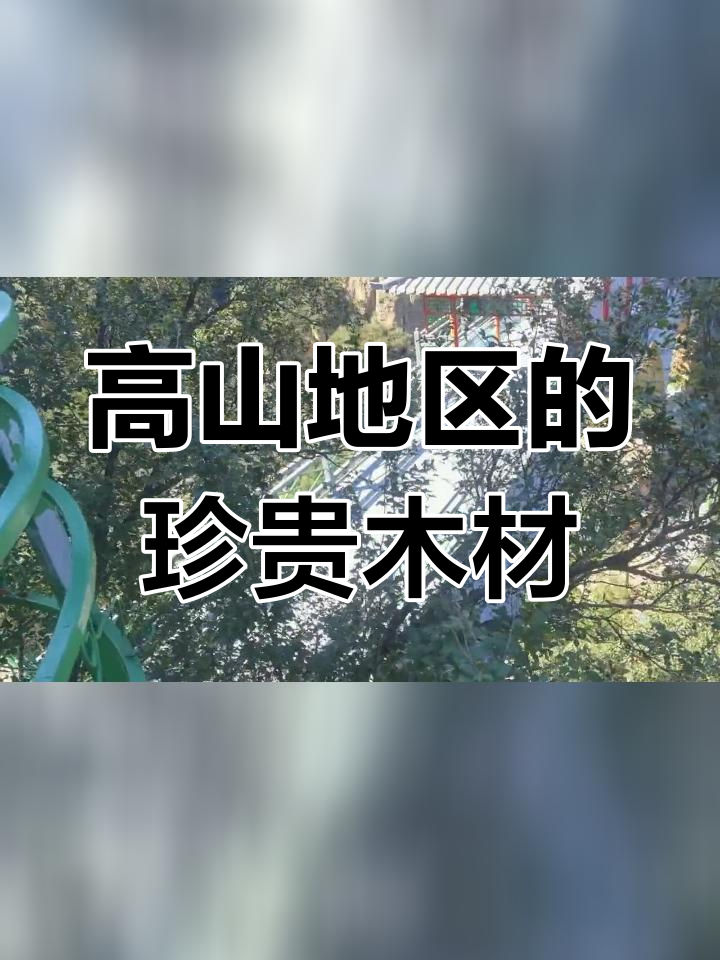 北方珍稀树种:厨鱼木的独特之处