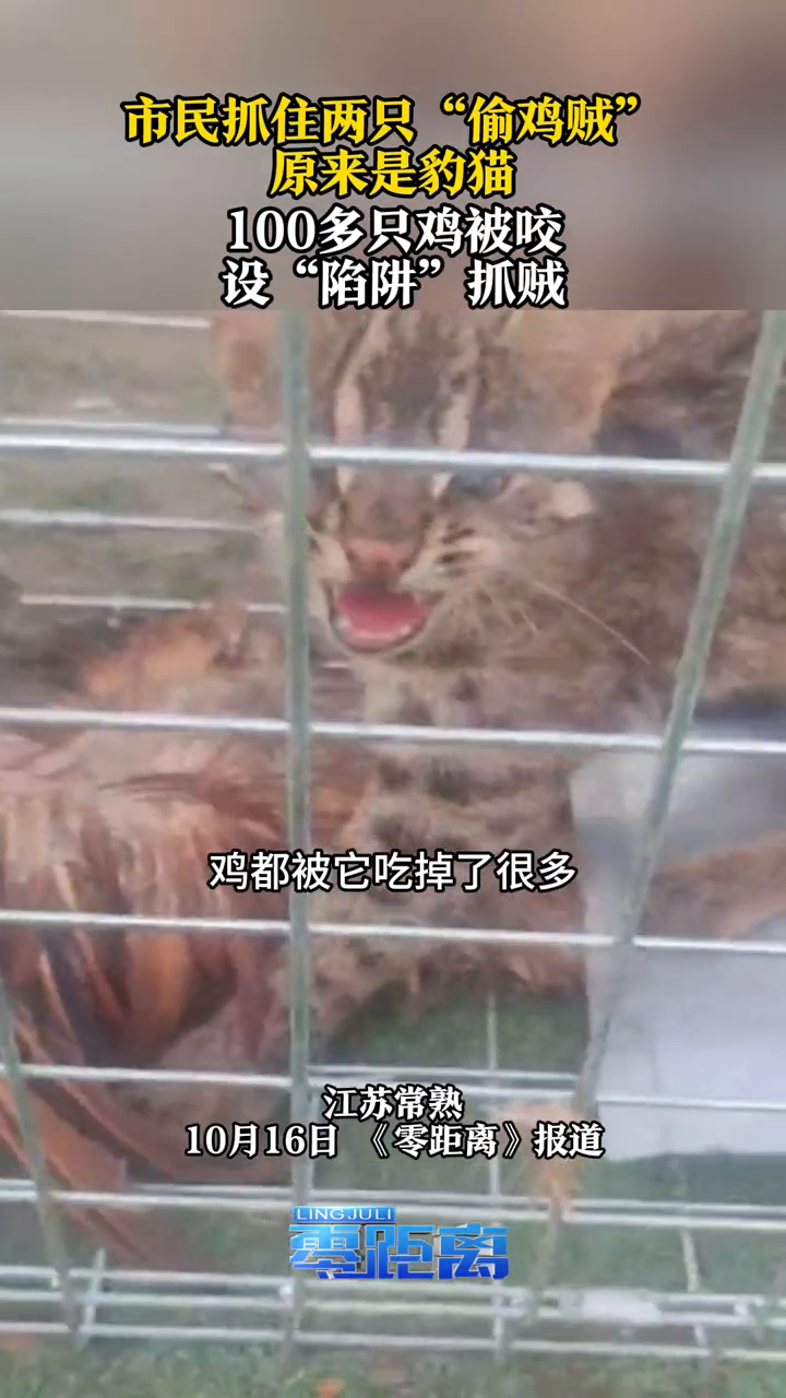 市民抓住两只“偷鸡贼” 原来是豹猫