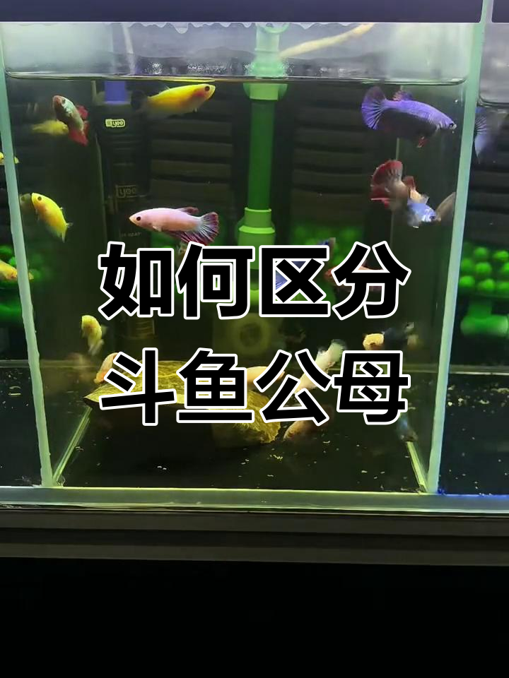 斗鱼公母分辨技巧，3点轻松搞定
