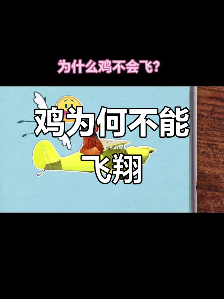 为什么鸡不会飞?揭秘它们的飞行能力与身体构造