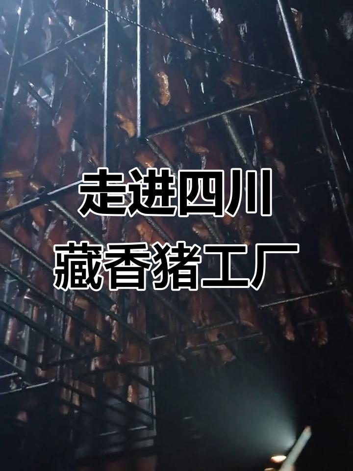 四川雅安藏香猪加工厂探秘：传统腊肉制作背后的故事
