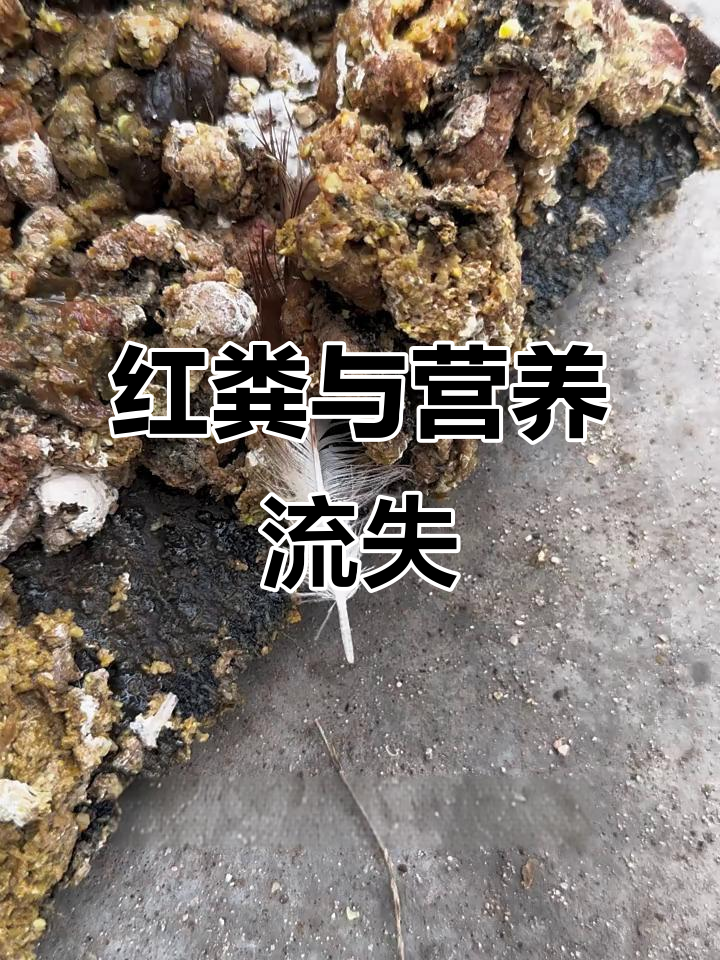 鸡粪颜色发红，肠道健康如何判断？