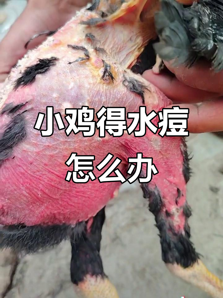小鸡突然长水痘,这是啥病?有养鸡师傅知道吗