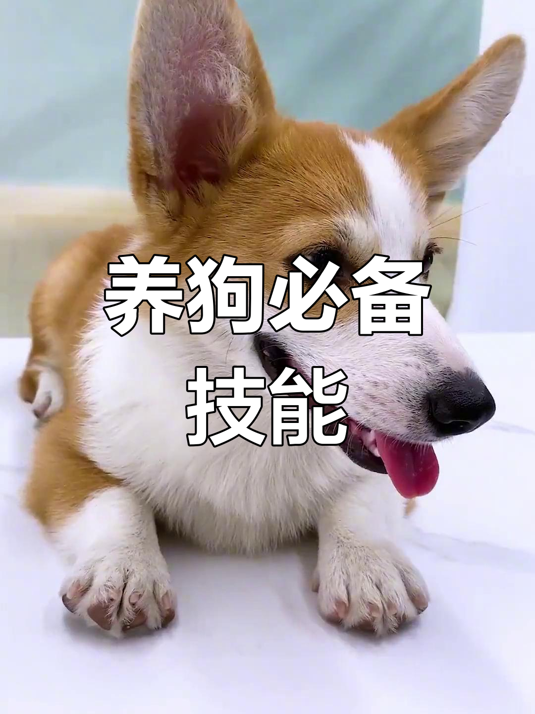 狗狗疫苗注射技巧,轻松学会