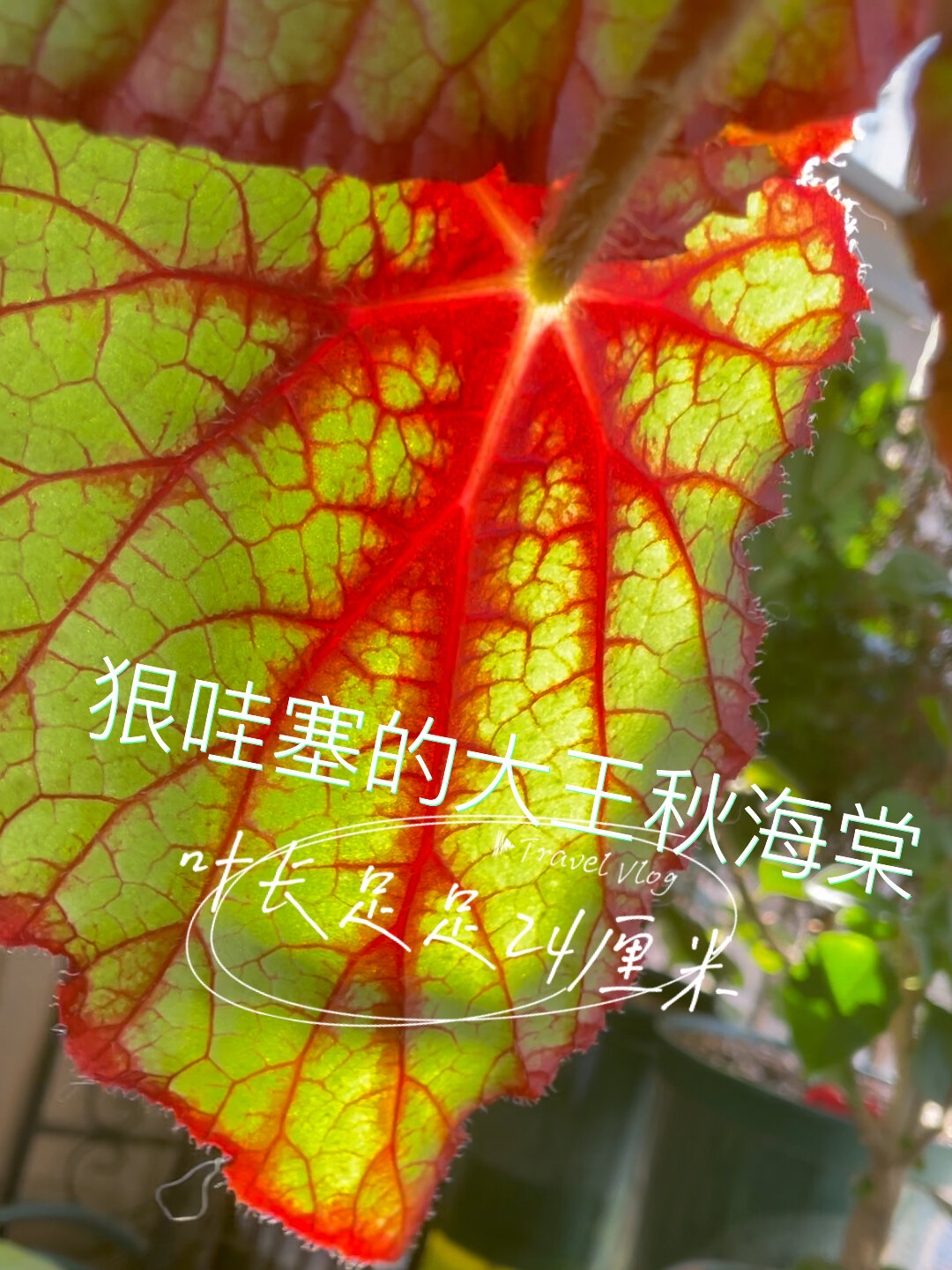 狠哇塞的大王秋海棠,叶长足足24厘米大叶片