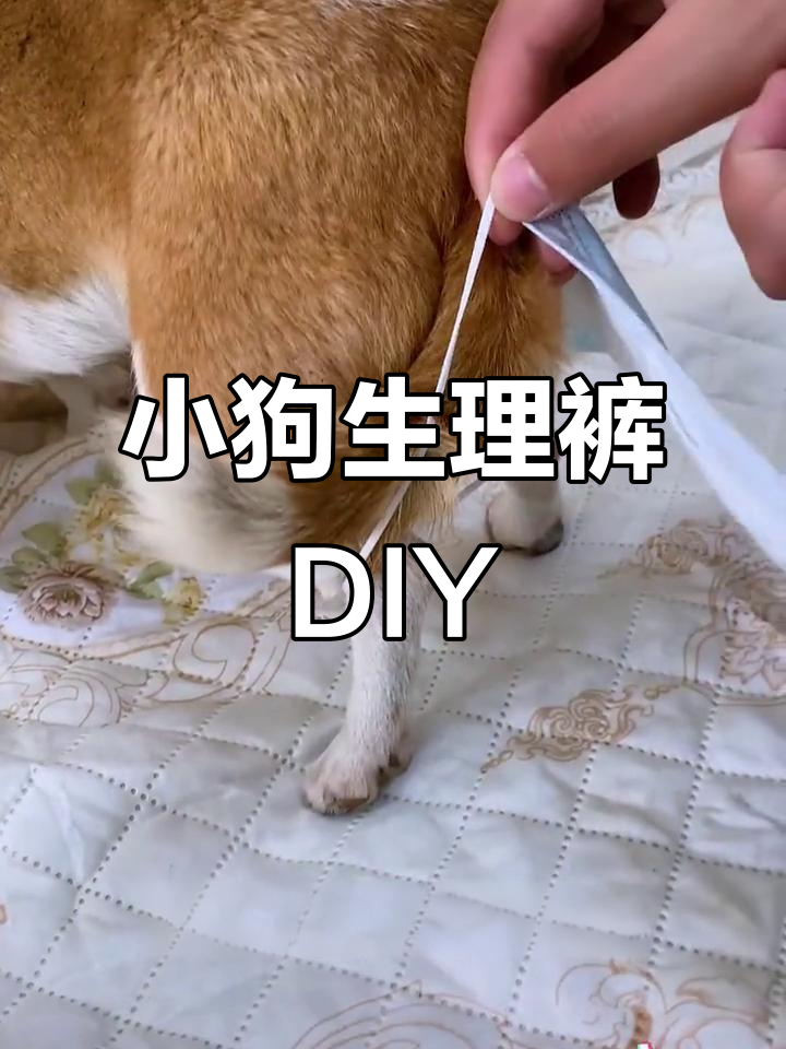 自制小型犬生理裤,轻松解决大姨妈问题