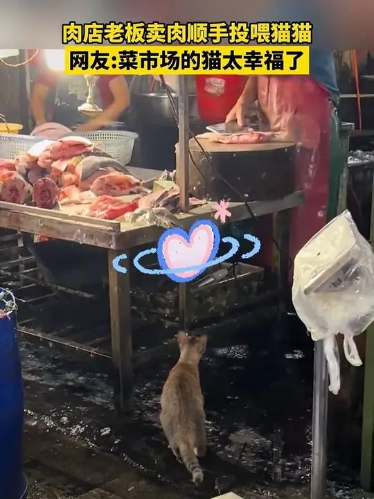 肉店老板卖肉顺手投喂猫猫。网友:菜市场的猫太幸福了!趣中国(来源 爱历城)