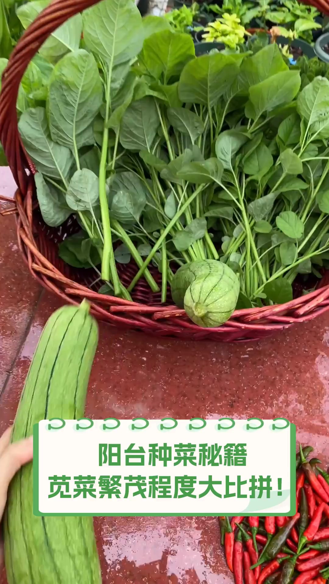 阳台种菜秘籍,苋菜繁茂程度大比拼!