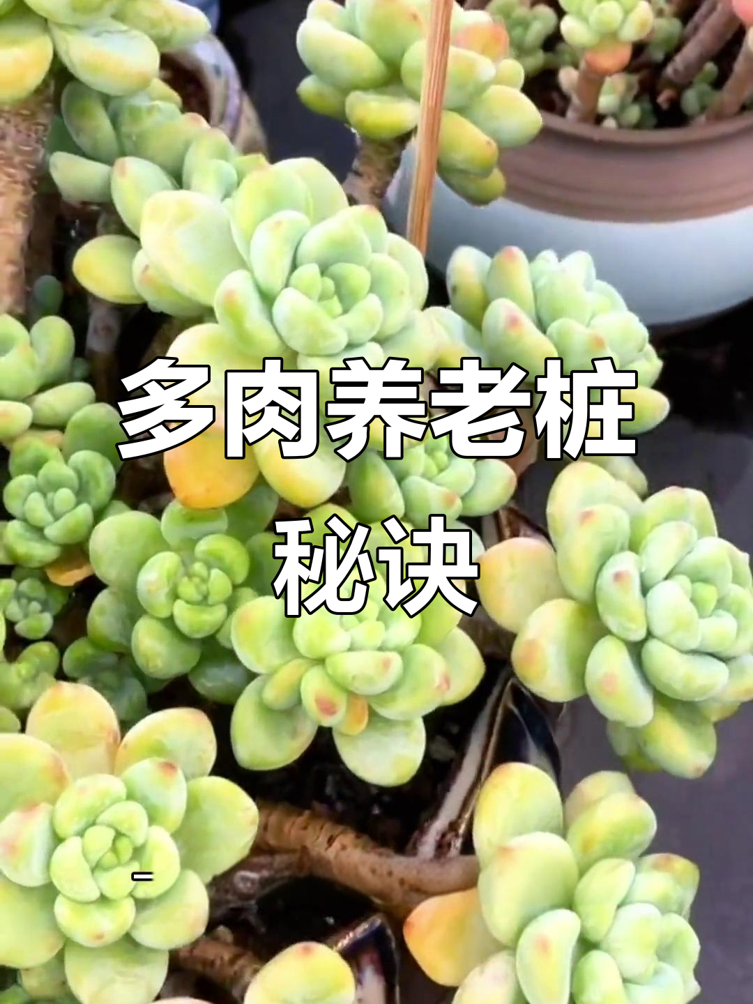 如何快速让多肉养成老桩?浇水技巧大公开