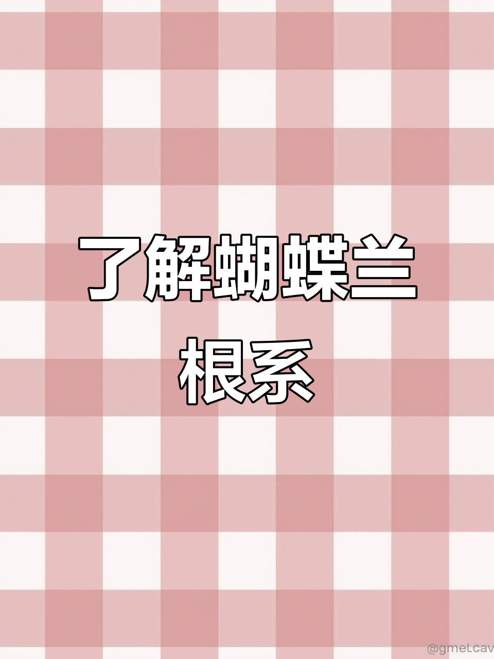 蝴蝶兰根系揭秘：气生根与肉质根的奥秘