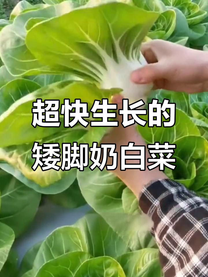 矮脚奶白菜,二十天就能收获,鲜嫩美味不停吃