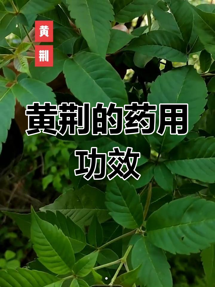 黄荆的形态与药用价值