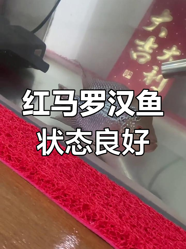 养了两个月,红马罗汉鱼开始退沙起头