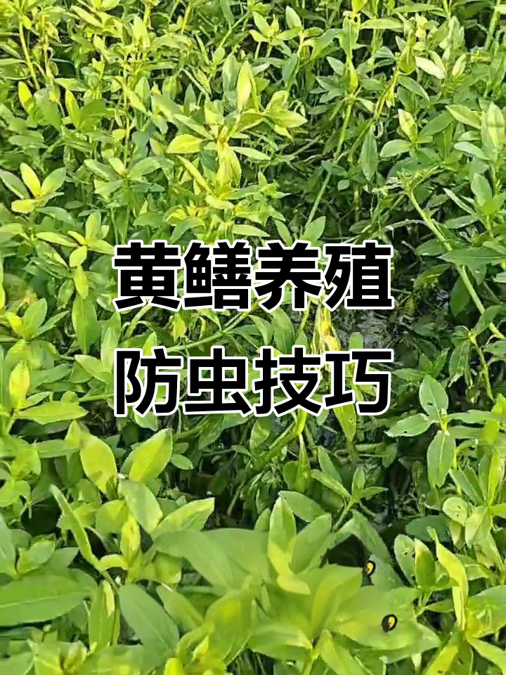 寄生虫危害黄鳝养殖,如何彻底清塘防虫害