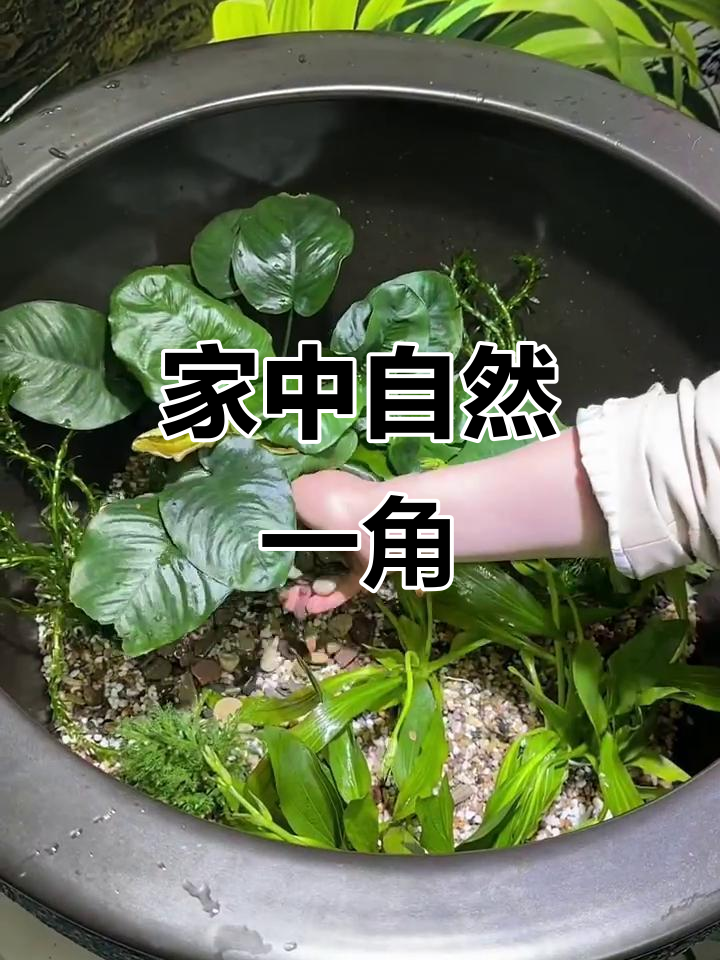 陶瓷缸造景,让自然融入家中,下班后喂鱼心情大好