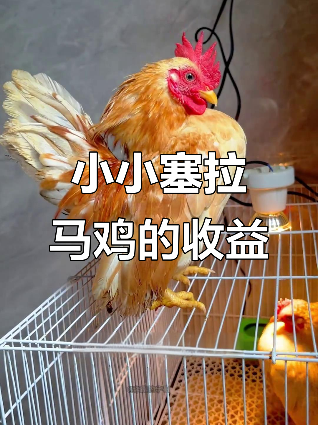 塞拉玛鸡：最小观赏鸡，一天能赚多少钱？