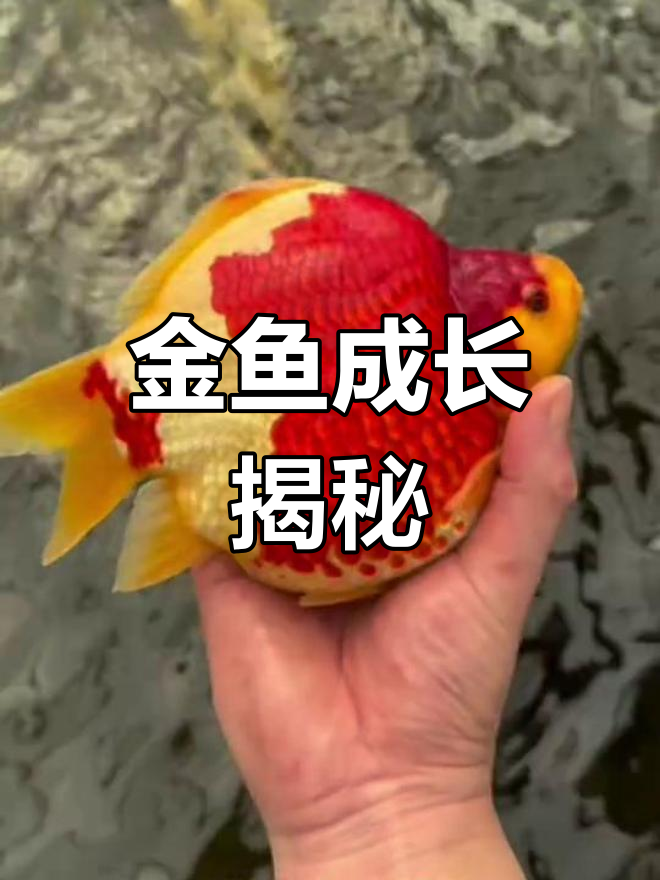 玉鲭金鱼成长秘诀:血统、环境与饲料缺一不可