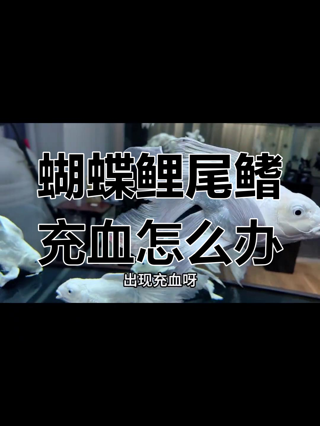 蝴蝶鲤尾鳍充血原因分析,如何判断是否求救信号