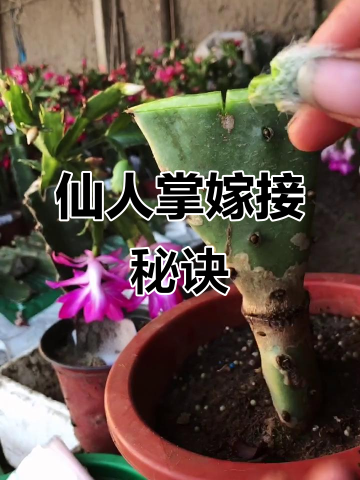 仙人掌嫁接猴尾技巧,掌握这些方法成活率更高