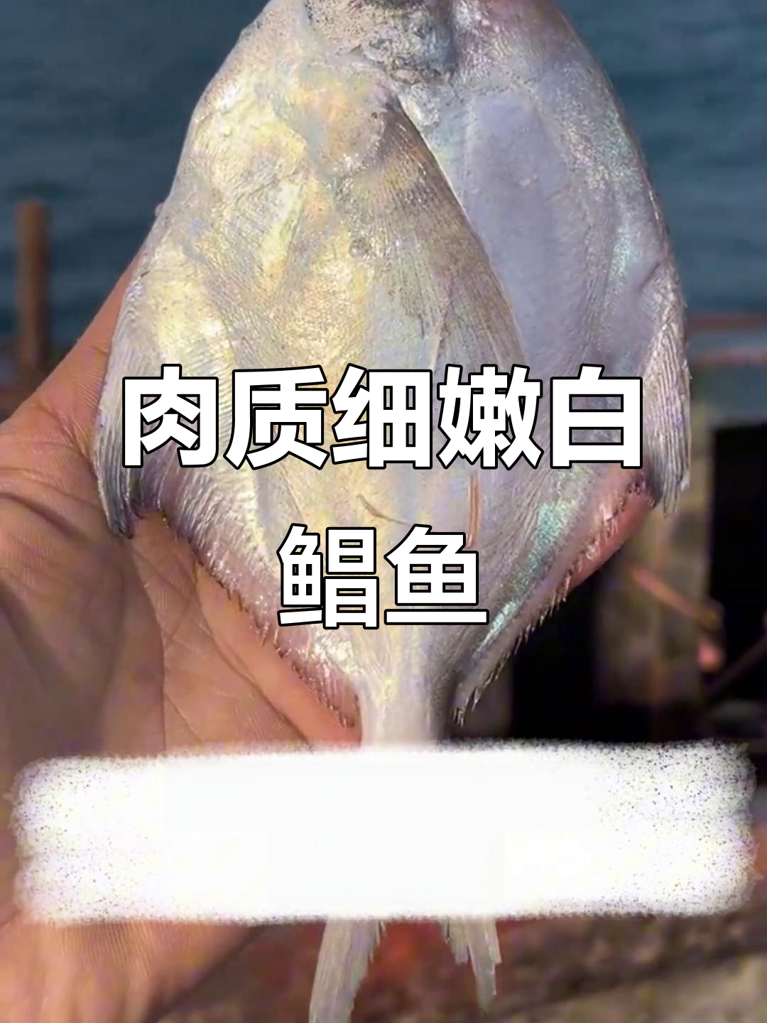白鲳鱼:鲜嫩无比,清蒸香煎皆宜