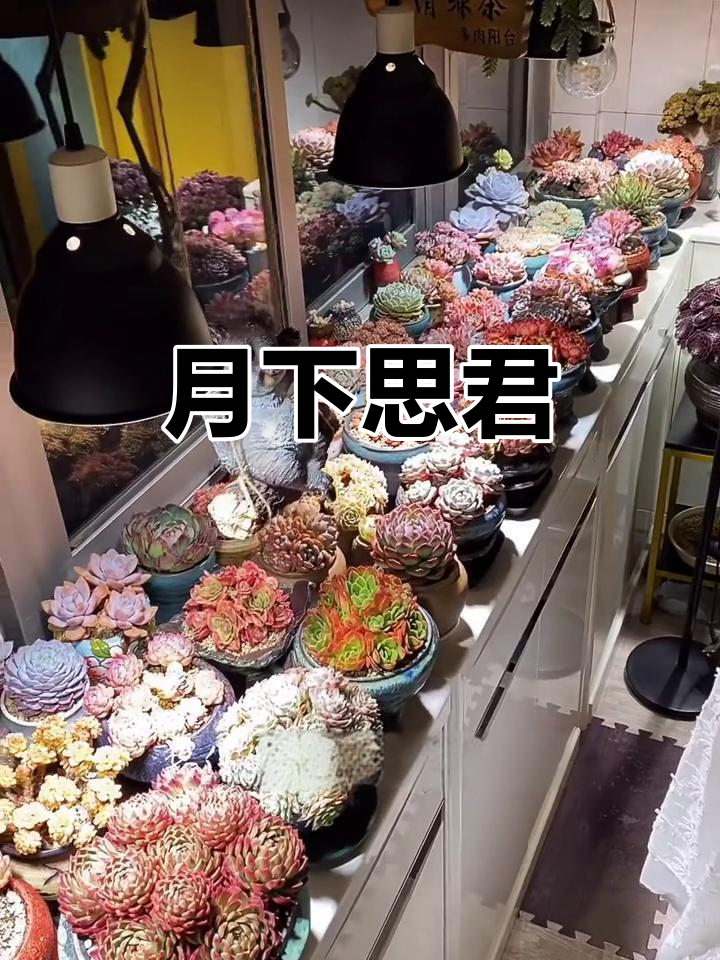 抬头望月,相思随行,天涯海角心相依