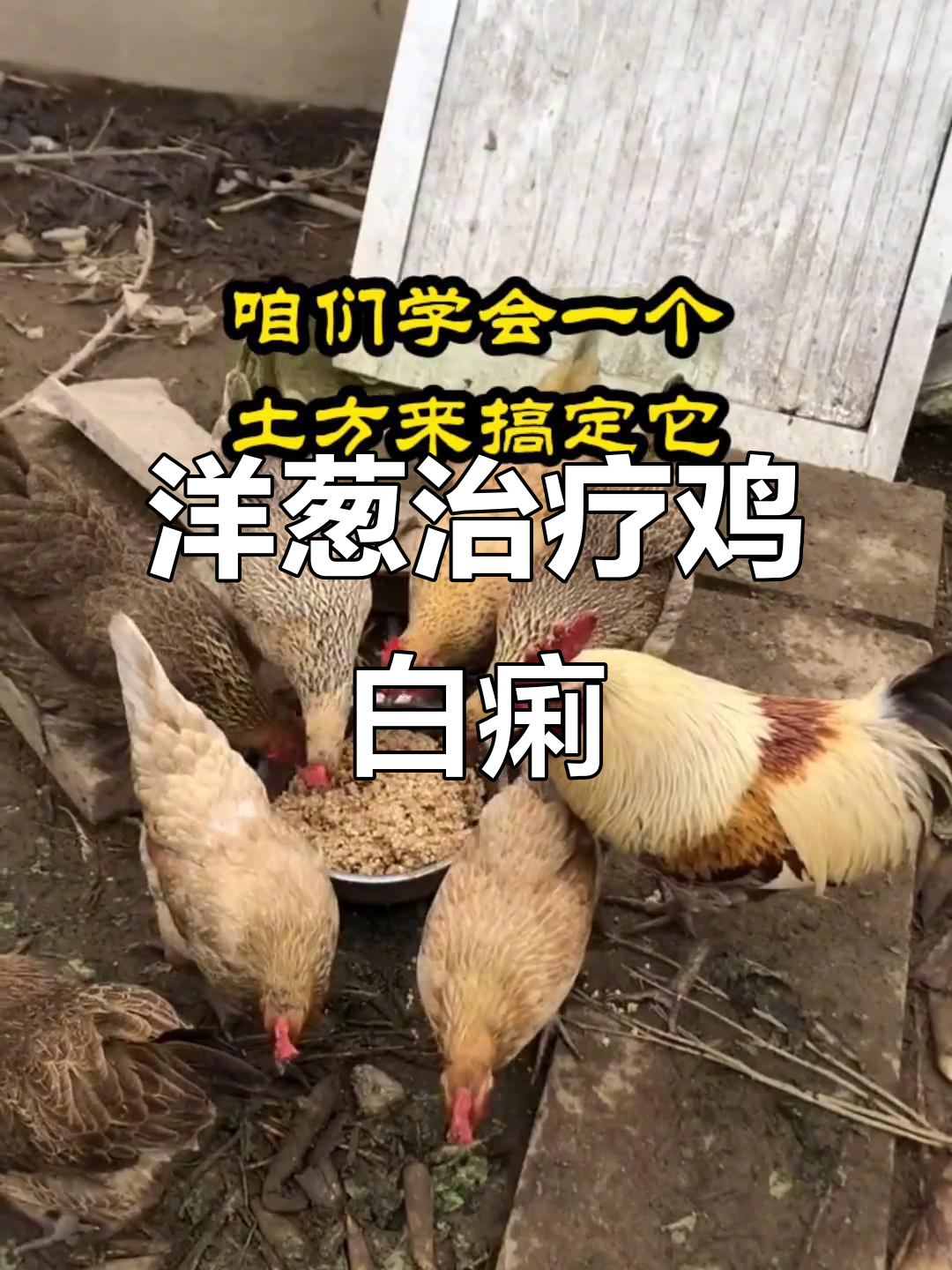 洋葱土方治鸡白痢,效果惊人