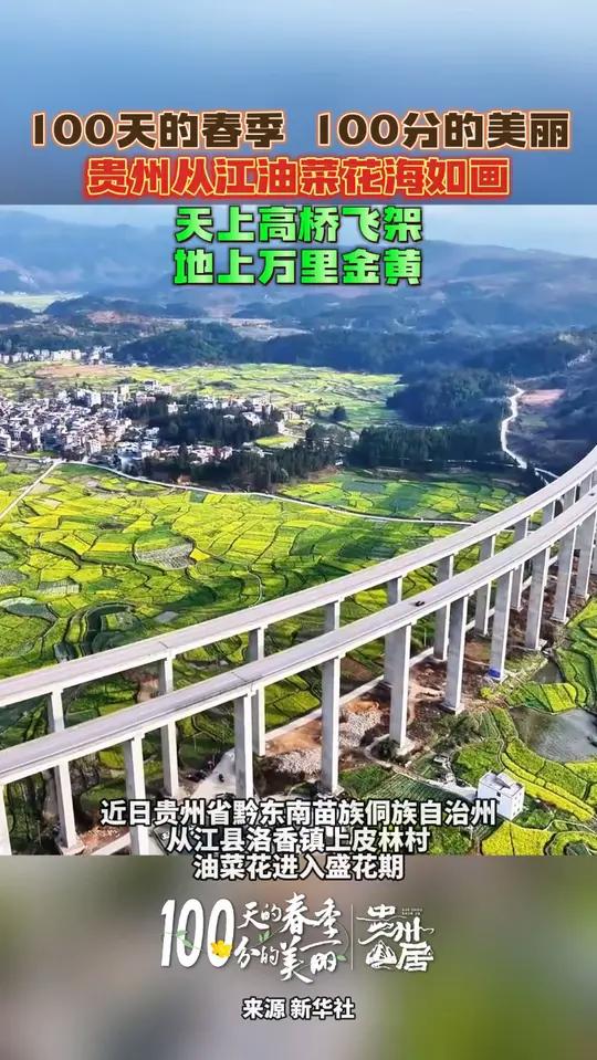 100分的春季,100分的美丽,贵州从江油菜花海如画,天上高桥飞架,地上万里金黄