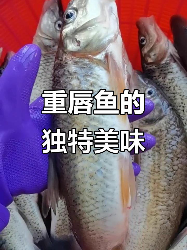 抚远重唇鱼,肉质鲜美,双唇厚实,口感绝佳!