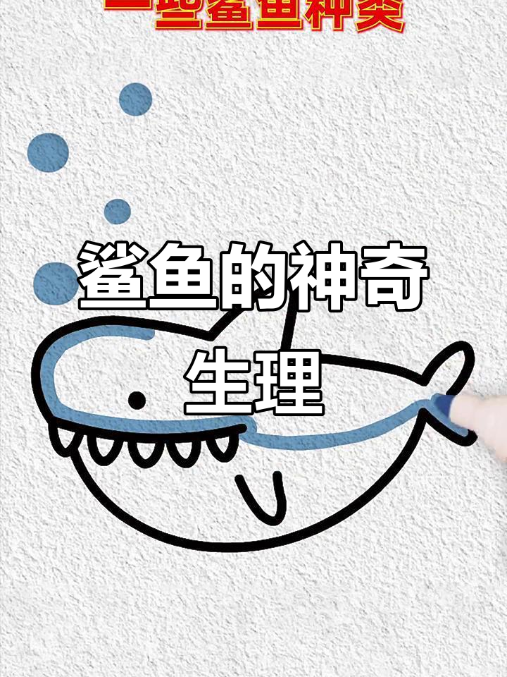 鲨鱼冷知识大揭秘：皮肤、牙齿和骨骼的惊人秘密