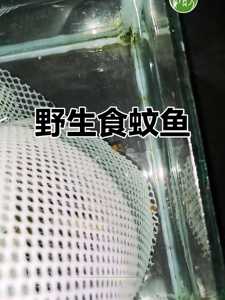 食蚊鱼依然野性十足,生存能力超强