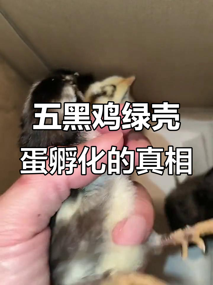 五黑鸡绿壳蛋孵化,小鸡出壳后毛色各异,真能长成全黑的?