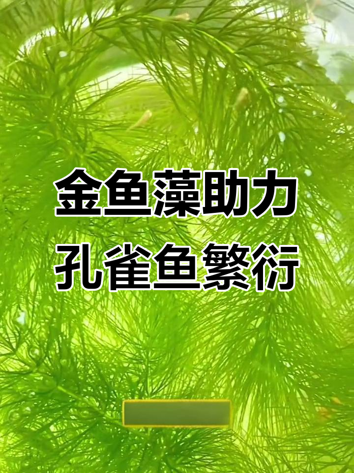 金鱼藻爆缸,孔雀鱼自然繁殖更轻松