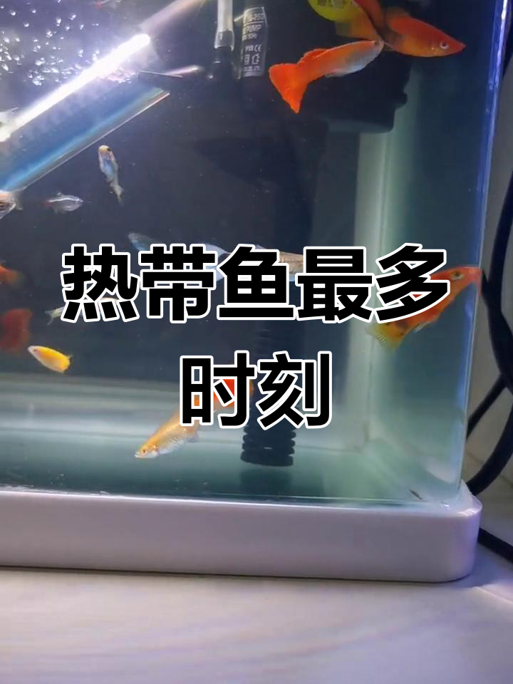 鱼缸里的热带鱼大集合
