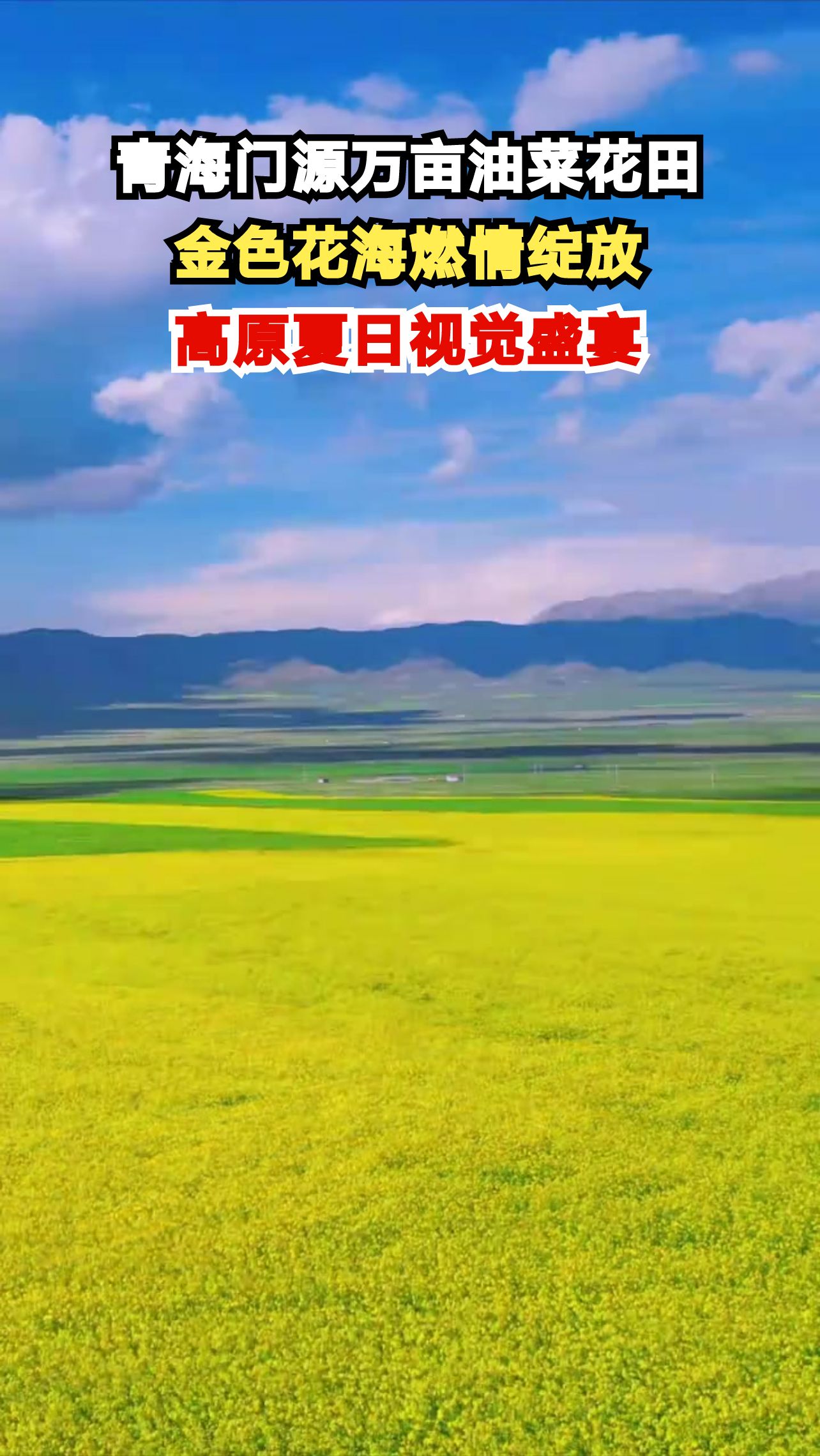 60万亩油菜花海燃爆夏日！青海门源这片金色海洋，美到窒息！