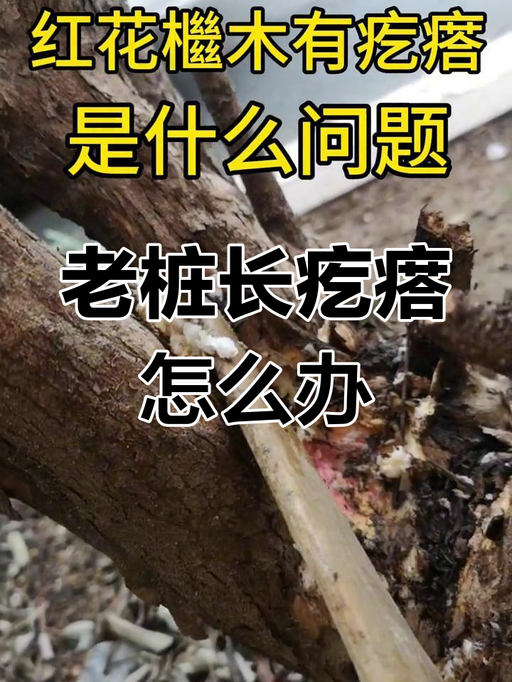 红花檵木老桩疙瘩原因与治疗方法