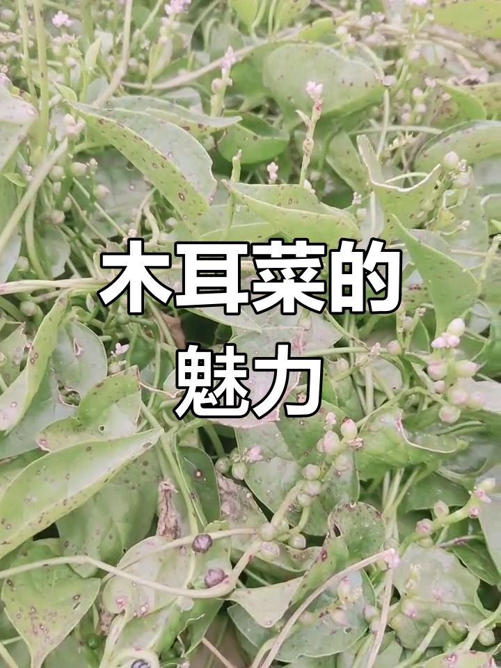 木耳菜:美味爬藤蔬菜,营养丰富又易成活