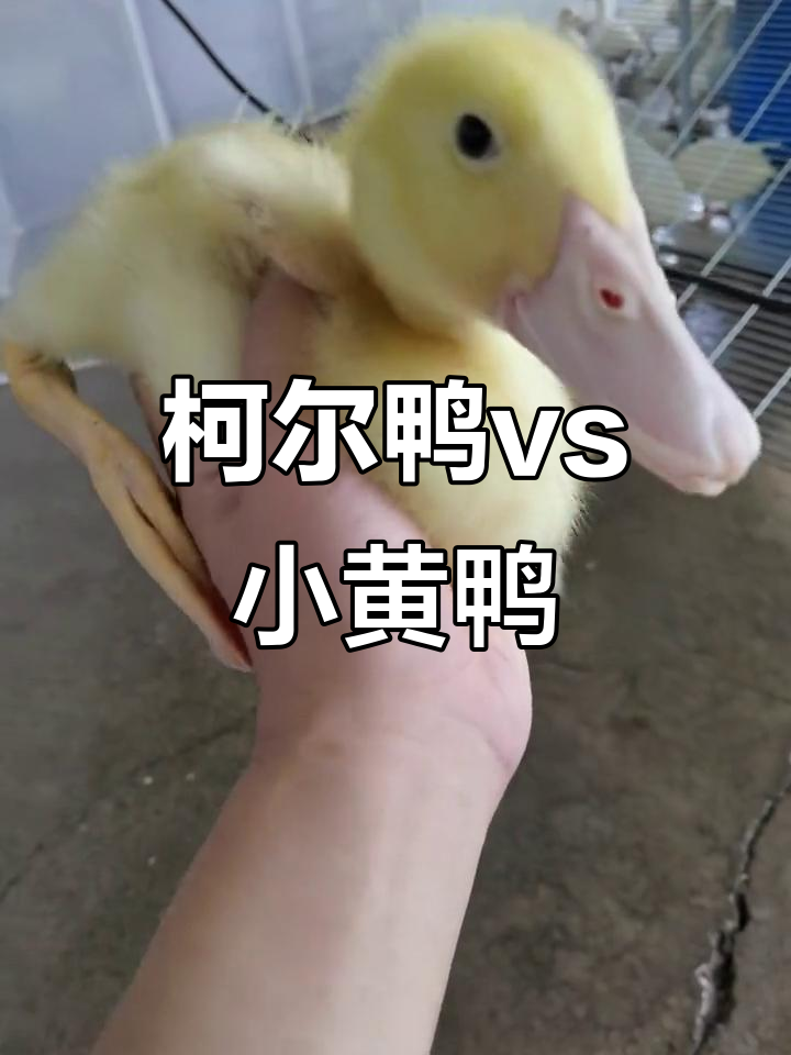 柯尔鸭与小黄鸭成长对比，颜值差距一目了然
