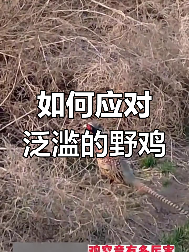 东北野鸡成灾,农民苦不堪言!如何有效驱赶?